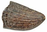 Tyrannosaur Tooth Tip - Montana #245923-1